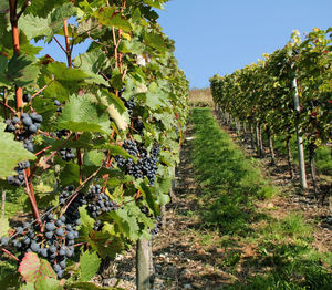 Vineyard against clear sky