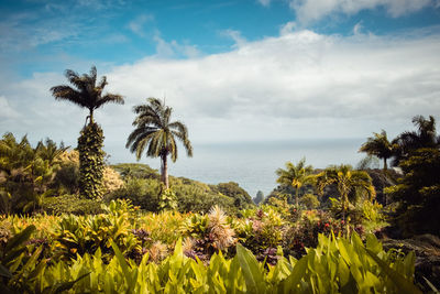 Scenic view of sea and palm trees against sky