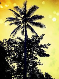 Low angle view of palm trees at sunset