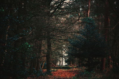 Trees in forest during autumn