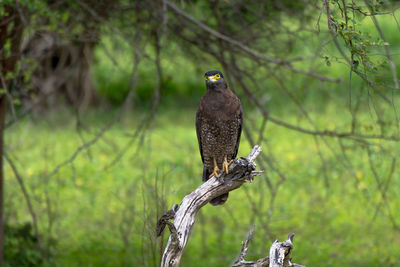 Close-up of eagle perching on tree