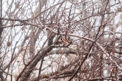 Low angle view of bird perching on bare tree