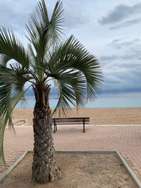 Palm trees on beach against sky