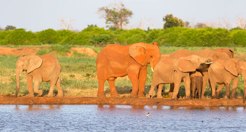 View of elephant drinking water in lake