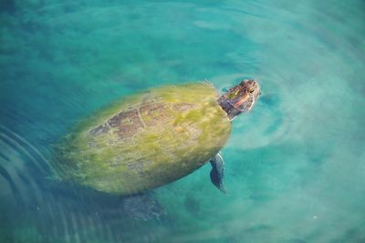 Close-up of turtle swimming in sea