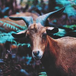 Close-up portrait of goat at forest