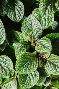 Full frame shot of green leaves