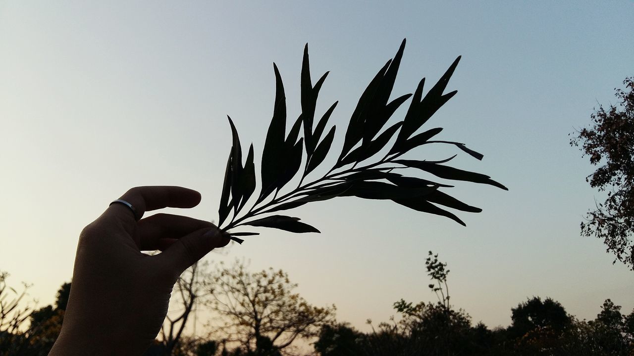 SILHOUETTE OF TREE