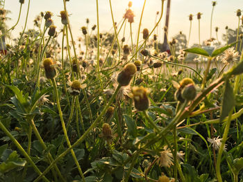 Close-up of flowers growing in field