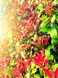 Plant growing on tree