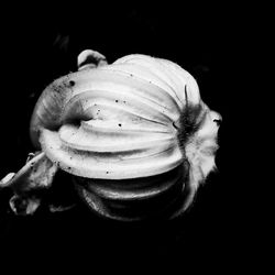 Close-up of flower over black background