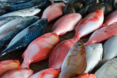 Sales stall - sea bass and tuna, close up. fresh fish at seafood market in sri lanka.