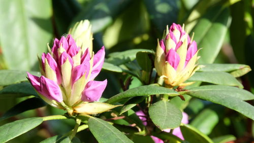 Close-up of pink lotus water lily blooming outdoors