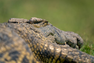 Close-up of crocodile