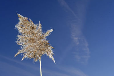 Close-up of tree against blue sky