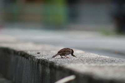 Close-up of a bird on retaining wall