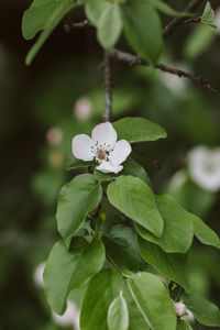 Close-up of white flowering plant