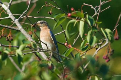 Close-up of bird perching on branch