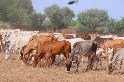 Cows in a field in india, cows group