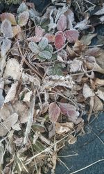 High angle view of plants