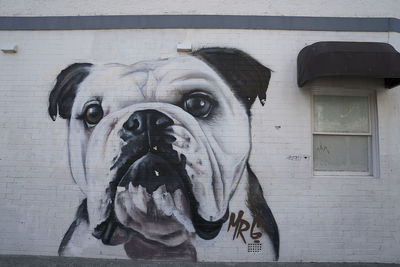 Close-up of a dog