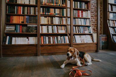 Dog sitting in a room