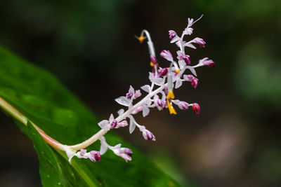 Close-up of pink flowering plant