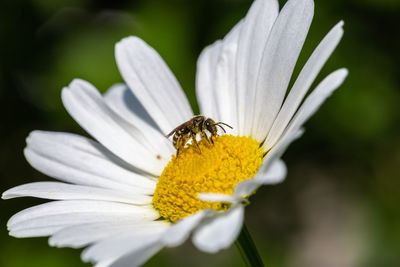 Close-up of insect on daisy