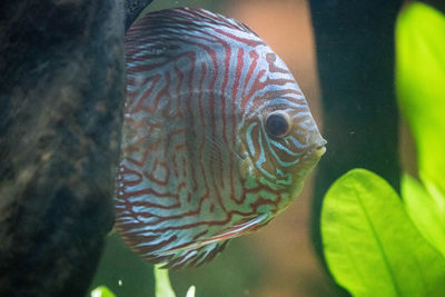 Close-up of fish swimming in sea