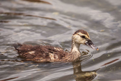 View of a duck swimming in lake