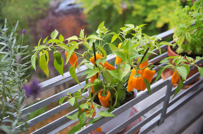 Close-up of orange chili pepper growing in balcony