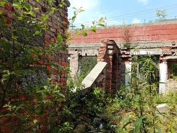 Plant growing on brick wall