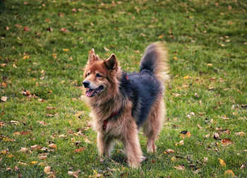 Dog on grass