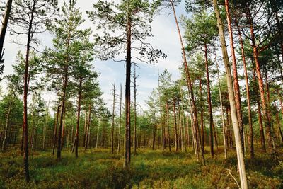 Trees growing in forest against sky