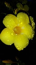 Close-up of wet yellow flower