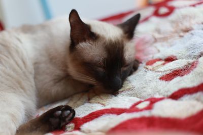 Cat sleeping on bed
