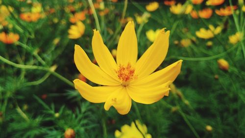 Close-up of yellow flowering plant