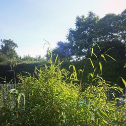 Trees growing in field