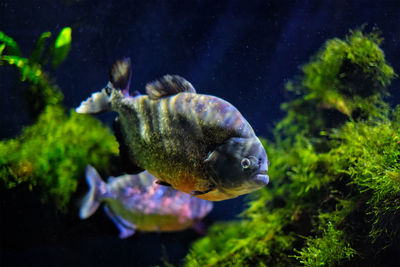 Red-bellied piranha red piranha