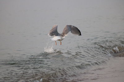 Bird flying over sea