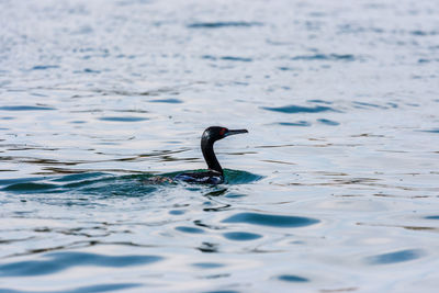 Bird swimming in sea