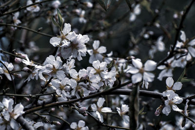 Close-up of white cherry blossoms in spring