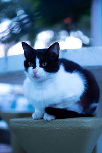 Close-up portrait of cat sitting outdoors