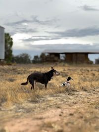 Herd of a dog running on field