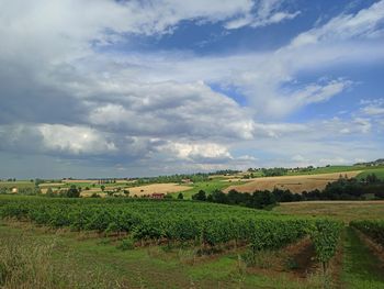 Scenic view of agricultural field against sky