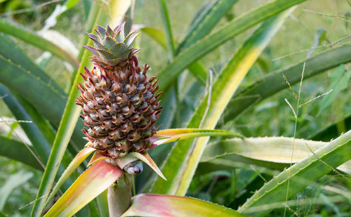 Close-up of fruit growing on plant in field