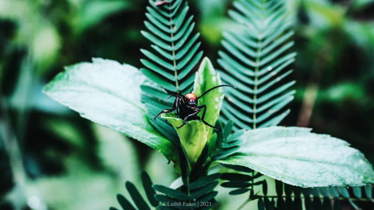 CLOSE-UP OF FLY ON PLANT