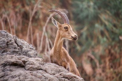 Close-up of deer on rock