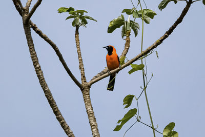 Low angle view of bird perching on branch