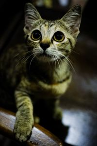 Close-up portrait of a cat